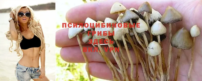 Галлюциногенные грибы Magic Shrooms  как найти закладки  Мензелинск 